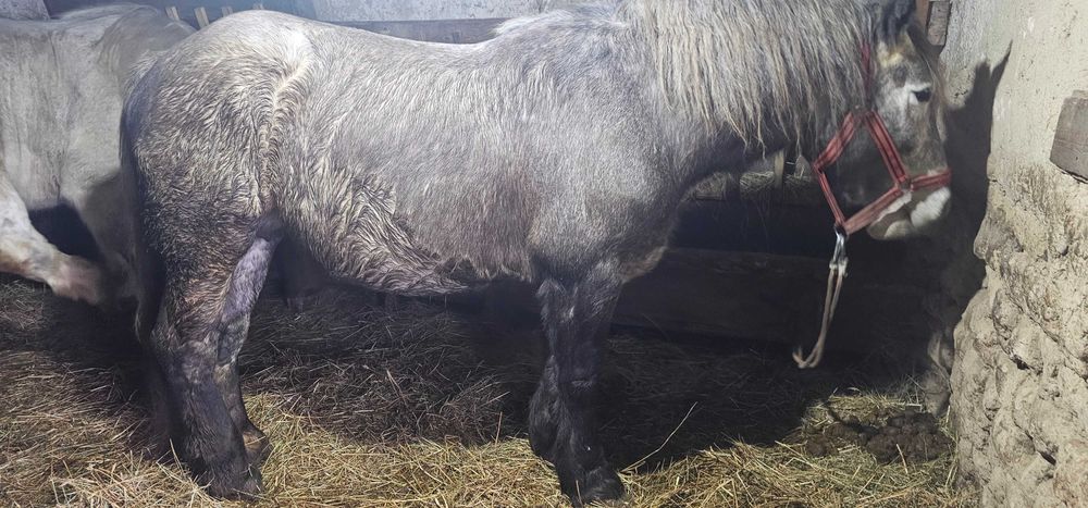 Vand iapa de 4 ani jumate, gestanta de 9 luni