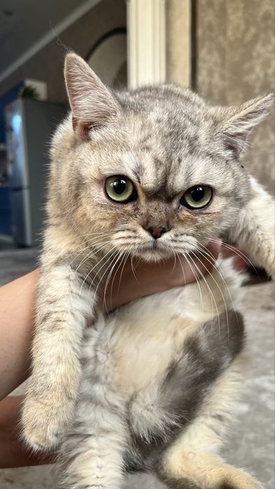 Продам Котенка Британец