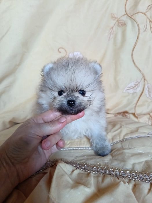 Шпицы мальчики и девочки