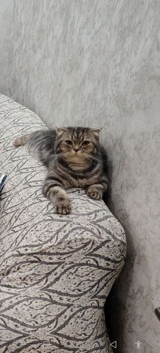 Скотиш Фолд и Страйт
