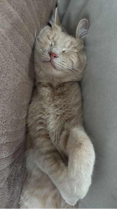 Отдам кота кастрированный