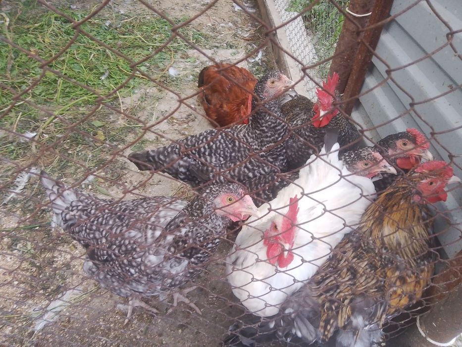 Продам домашних курей
