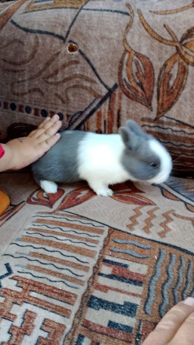 Кролик декаративныи