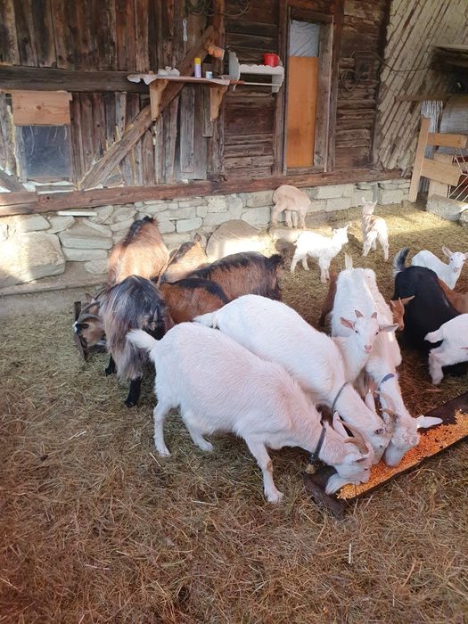 Capre  la prima și a doua fătare foarte bune e de lapte !