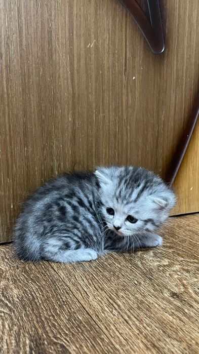 Продам котят породистые