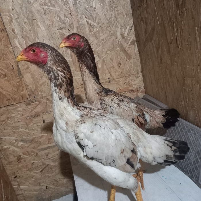 Продам Даканок апрельские