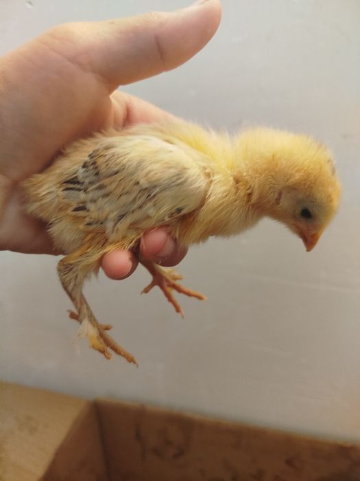 Балапан сатылады