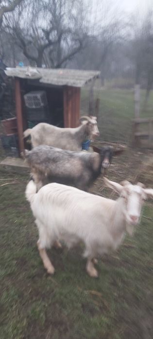 Vind capre de rasa  , si un tap