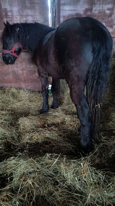 De vanzare cârlan semigreu