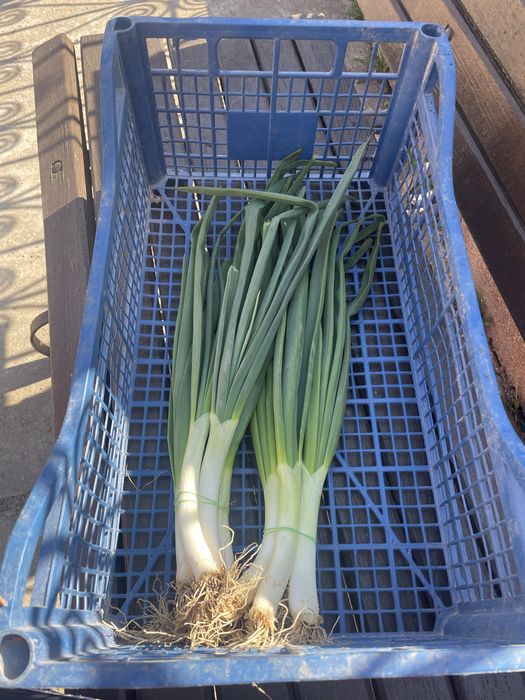 Ceapa verde din arpagic de vanzare