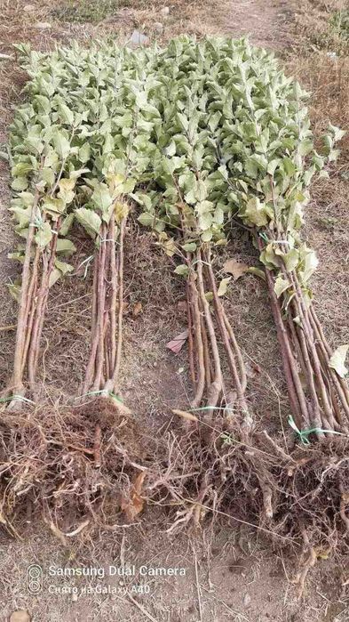 Mevalı köchatlar ıshonchlı va arzon