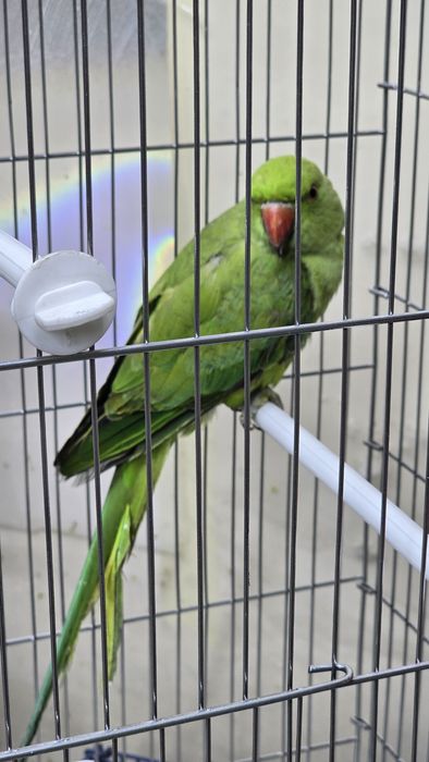 Ожереловый попугай