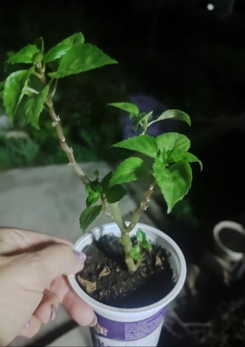 Продам бальзамины