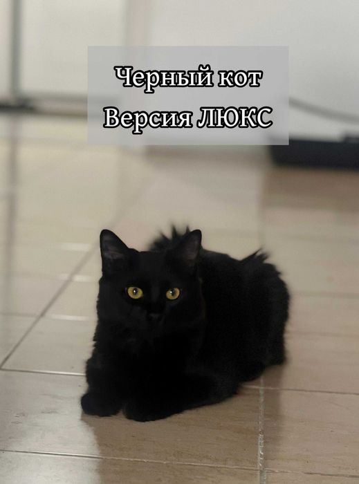 Ласковый кот в добрые руки!