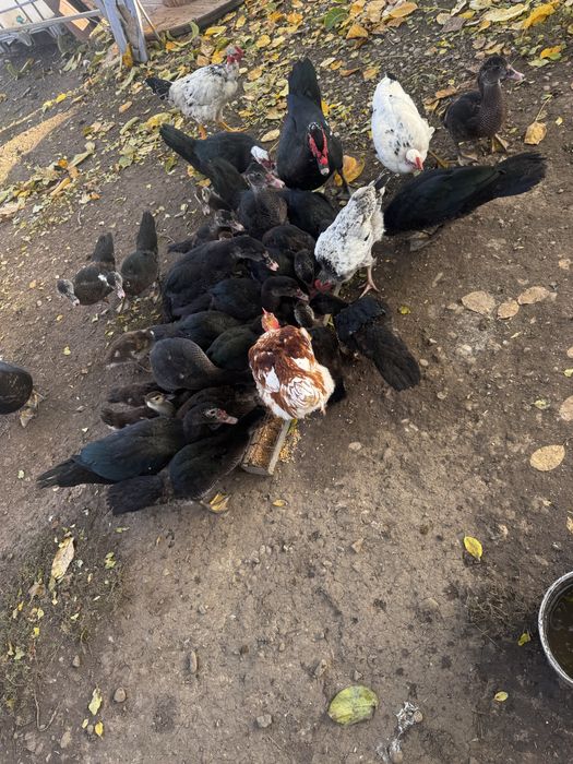 Rate si ratoi lesesti!