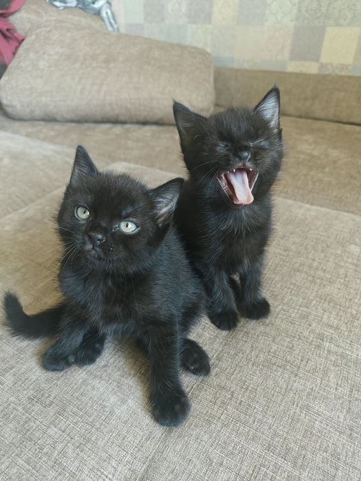 Отдам котенка 1 месяц