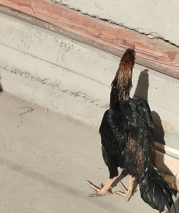 Katta rus xorozni sorish