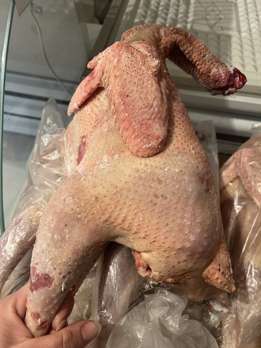 Домашнии петушки на кукурузе