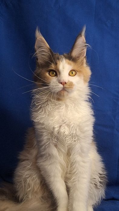 Котята мейн-кун из питомника _рассрочка!