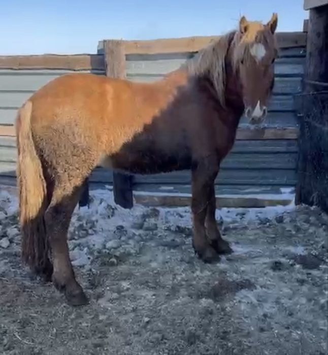 Жеребец 4 года отец тяжеловоз