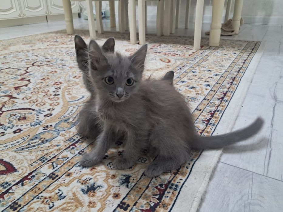 Котята,котята,котята