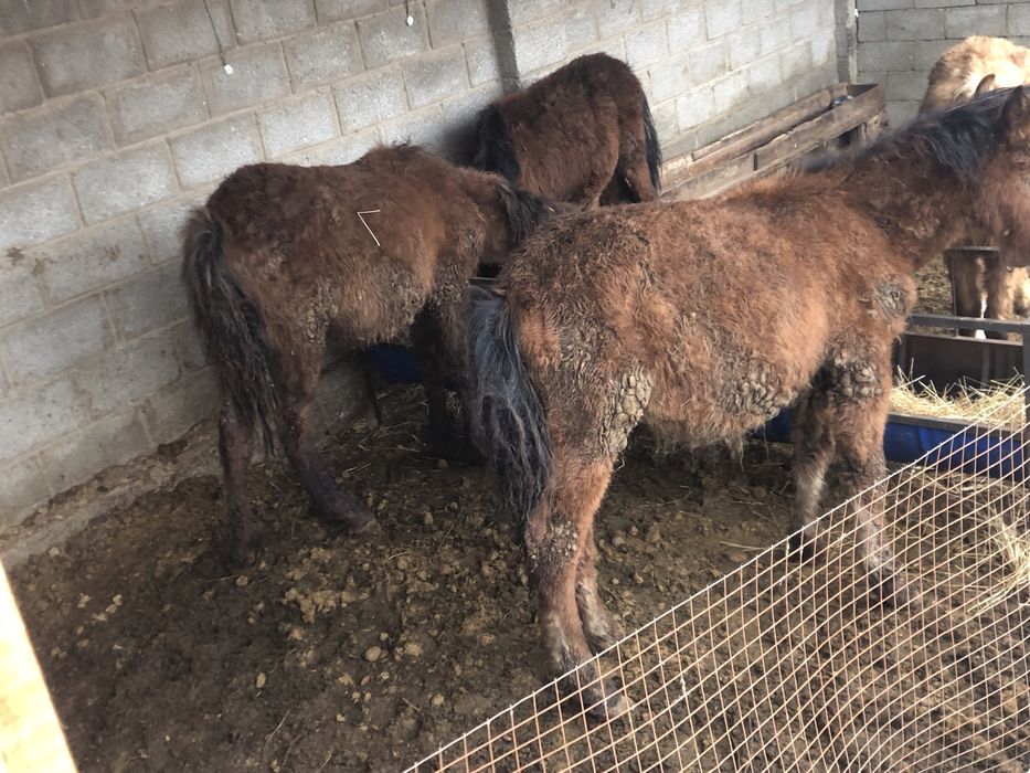 Тай шыгарлар саттылады