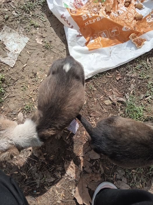 Одарённых даром маленьких щенят заберите в добрые руки