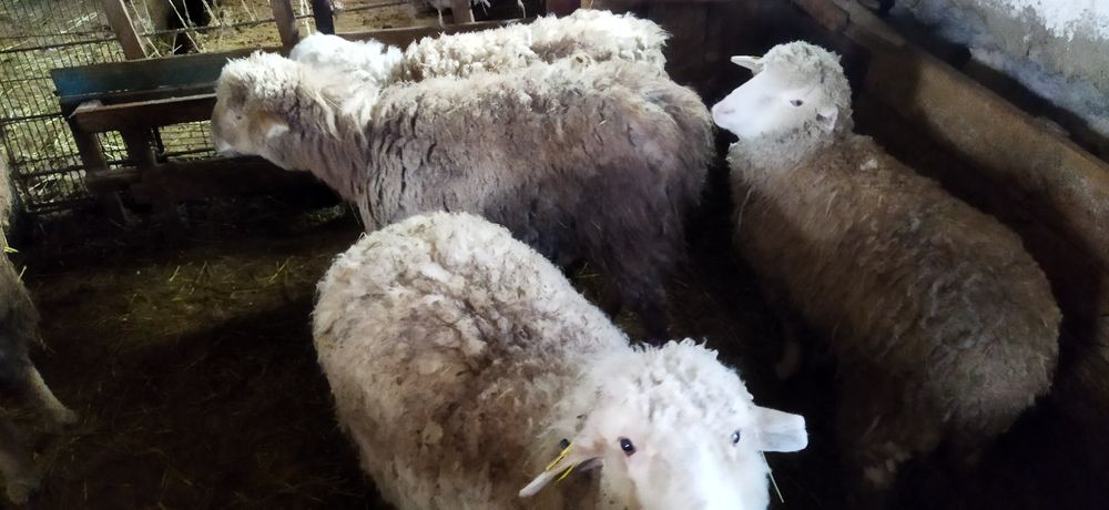 Семі, тоқтылар сатылады.