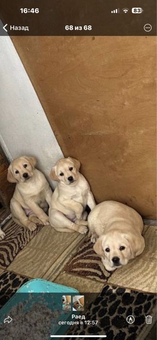 Продаются щенки лабрадора