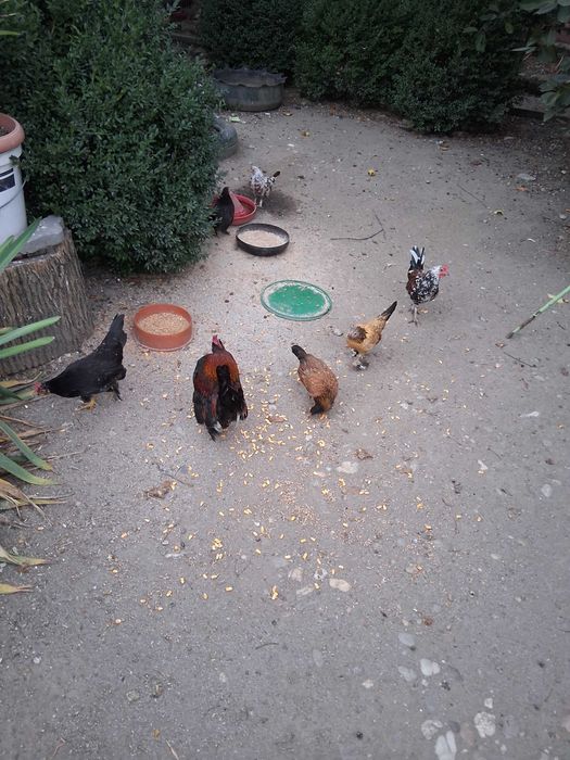 Cocoșei și gainușe pitice