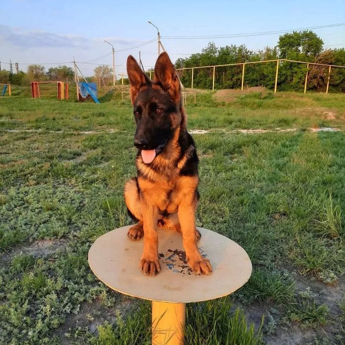 Немецка овчарка щенки