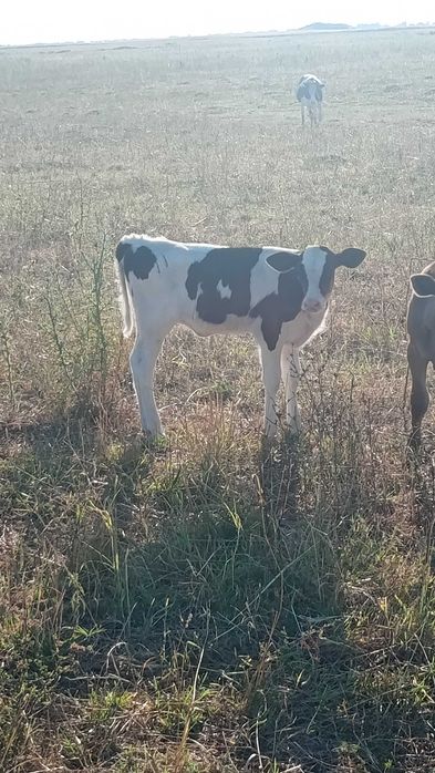 Angus Viței de pus la vaca și mai mari in carcasă