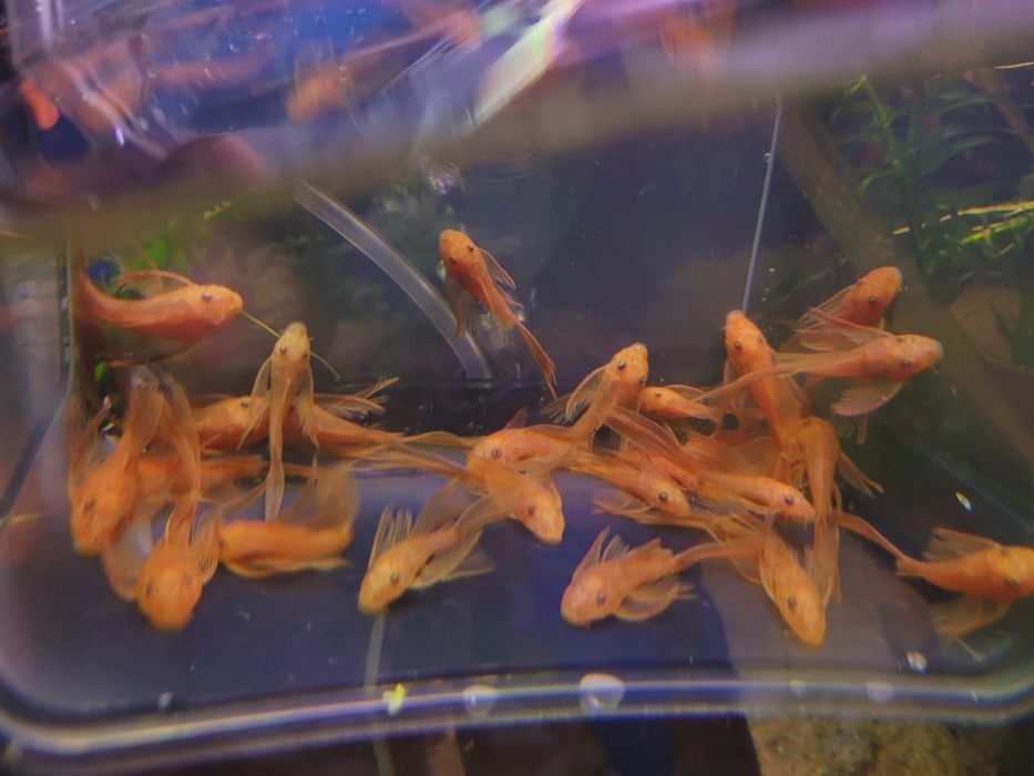 Vând peștii de acvariu