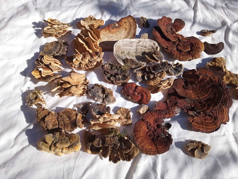 Ciuperci medicinale anti-cancer Polyporus/Daedaleopsis/Trametes