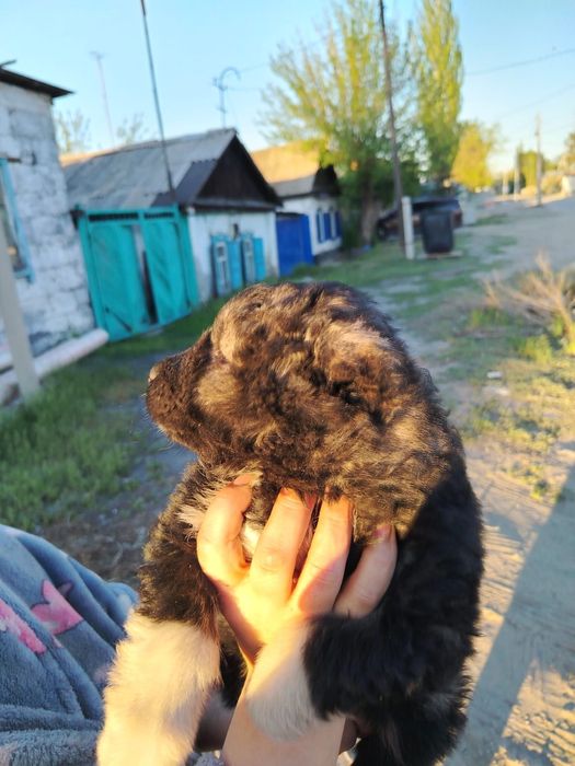 Кавказская овчарка