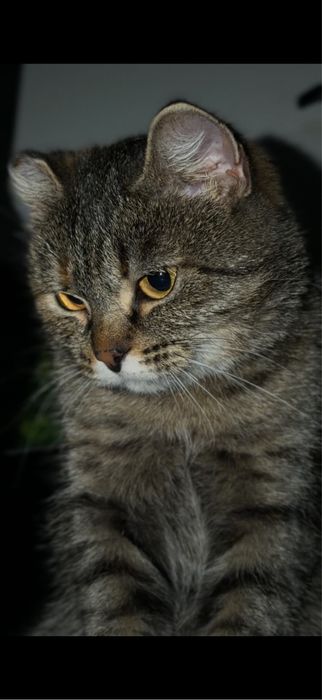 Милая кошка ищет дом