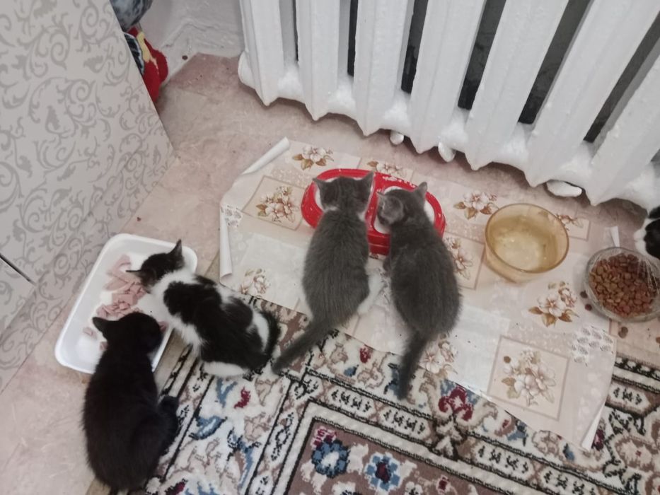 Отдам котят в добрые руки