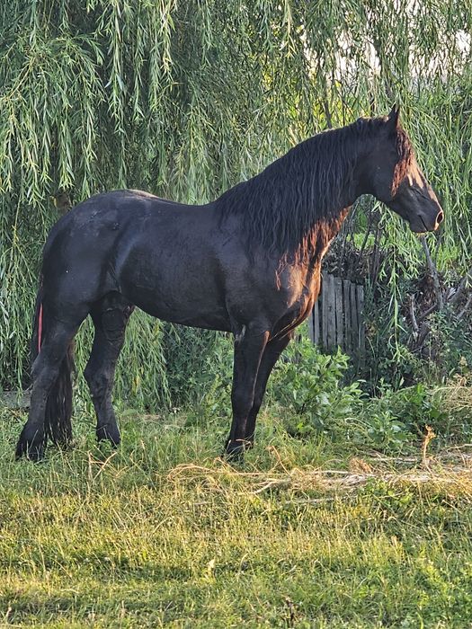 armăsar fizian 8 ani