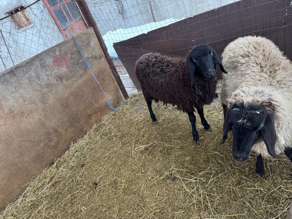 Vand berbecuti carabas