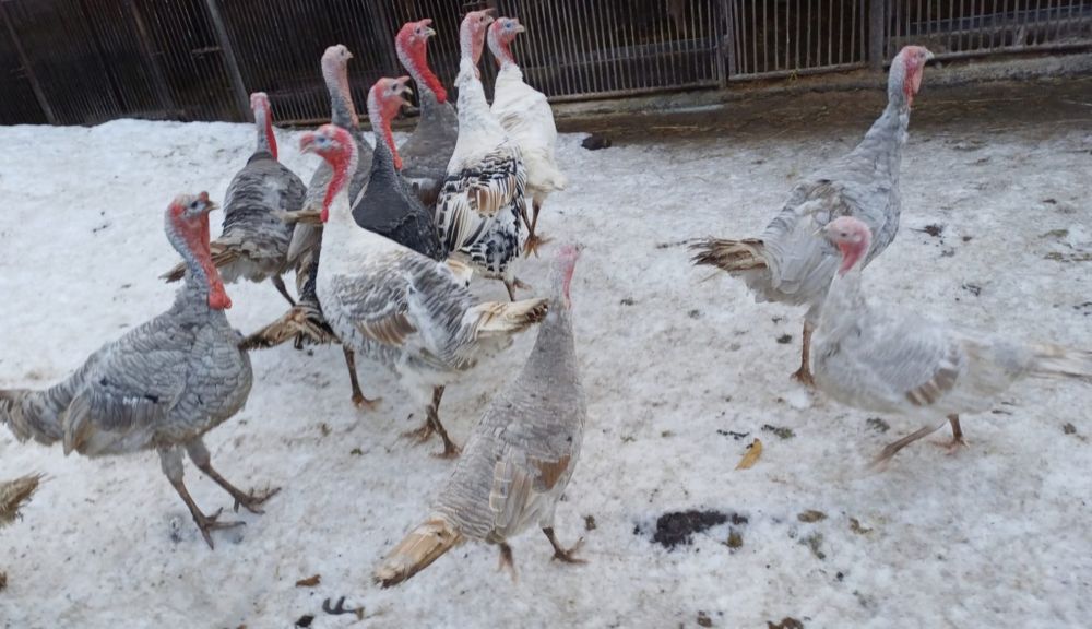 Vând curcani și gâște