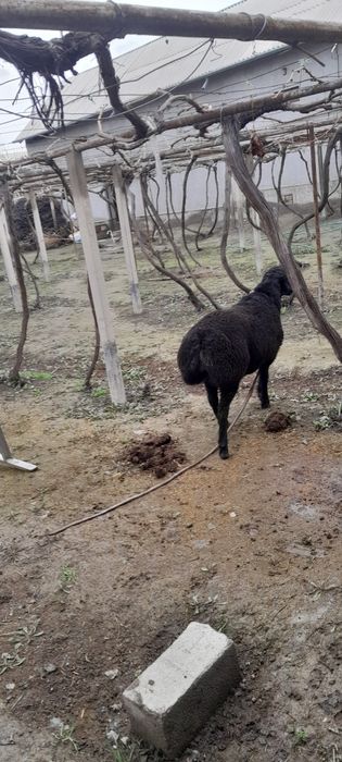 Yem yep turgan qoʻzi qoʻchqorlar sotiladi