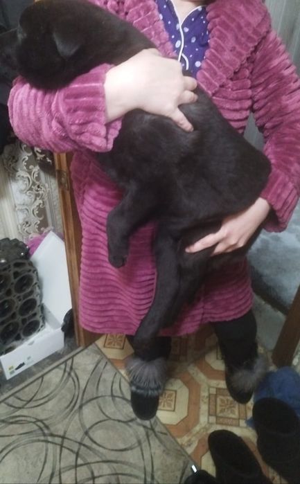 Отдам в добрые руки