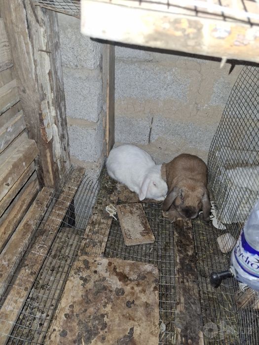 Baran quyon bor bugoz para oq qiz
