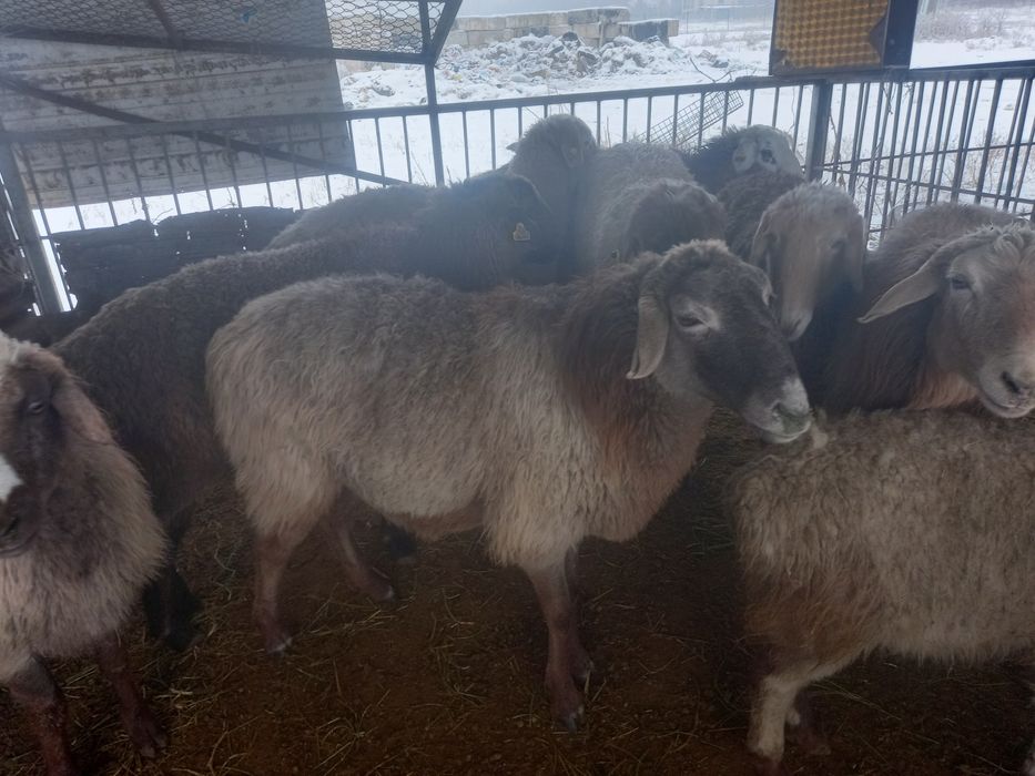 Бараны на выбор. Отборные бараны
