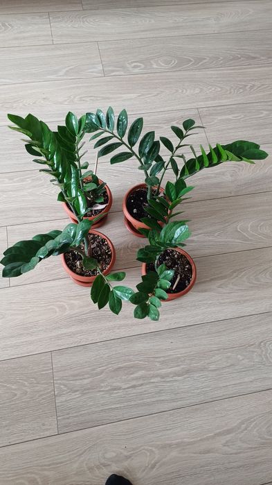 Продам замиокулькас