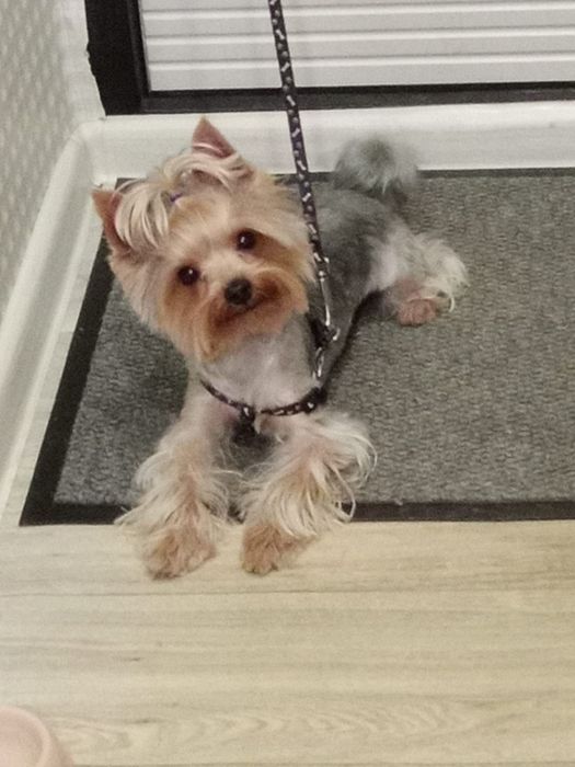 Йоркширский терьер