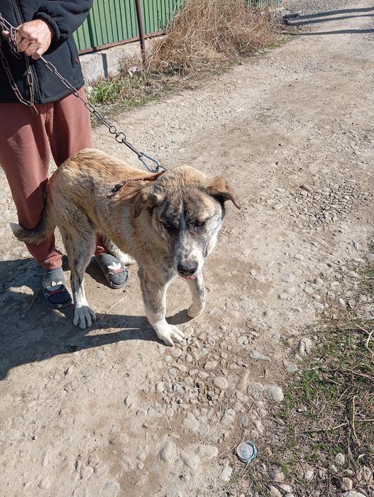 Щенок Алабая 4 месяца