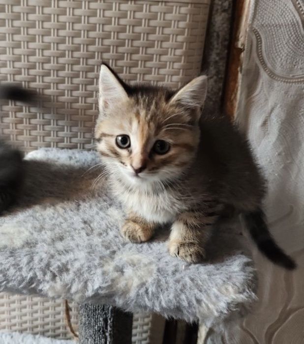 Котенок оддам в добрые руки, приручина к лотку