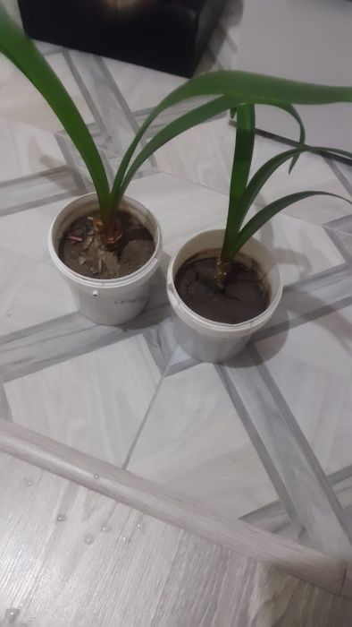 комнатные цветы амаррилис