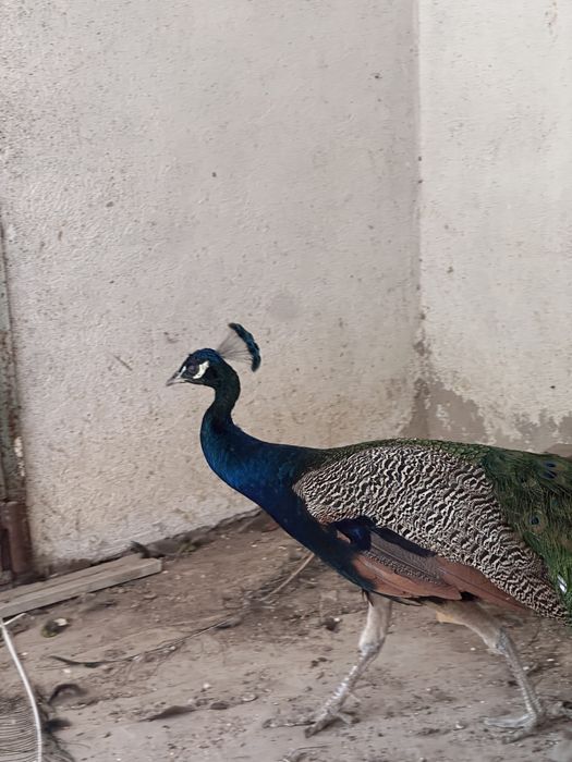 Продам павлинов